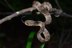 Pareas carinatus