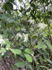 Clematis vitalba