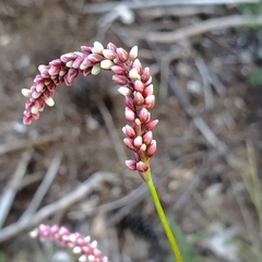 Persicaria extremiorientalis
