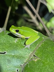 Litoria fallax