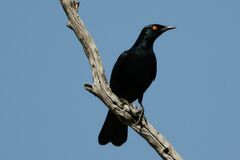 Onychognathus nabouroup