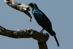 Lamprotornis australis