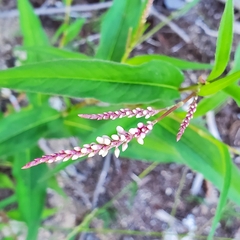 Persicaria extremiorientalis