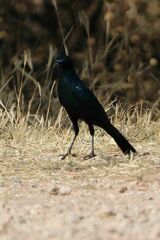 Lamprotornis australis