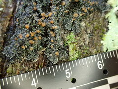 Fuscopannaria leucosticta