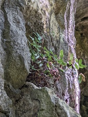 Pellaea atropurpurea