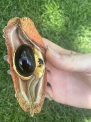 Blighia sapida