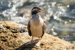 Phalacrocorax punctatus punctatus