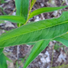 Persicaria extremiorientalis
