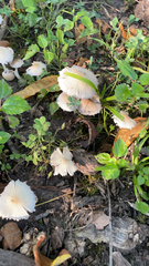 Candolleomyces candolleanus