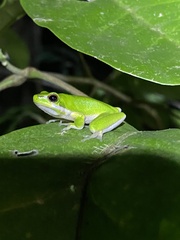 Litoria fallax
