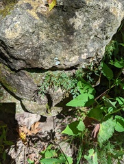 Asplenium ruta-muraria