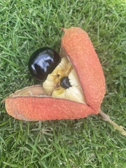 Blighia sapida