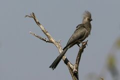 Corythaixoides concolor