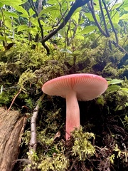 Russula rhodocephala