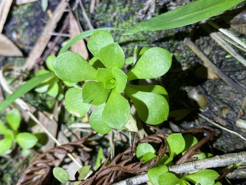 Stylidium debile (Stylidium debile)