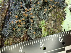 Fuscopannaria leucosticta