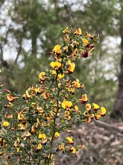 Bossiaea obcordata
