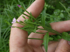 Epilobium adenocaulon