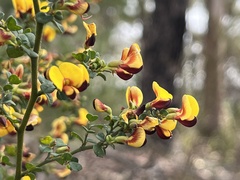 Bossiaea obcordata