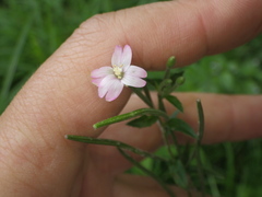 Epilobium roseum