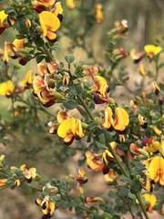 Bossiaea obcordata