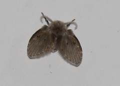 Clogmia albipunctata