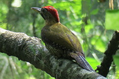 Picus vittatus