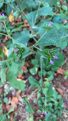 Elephantopus carolinianus