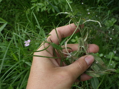Epilobium roseum