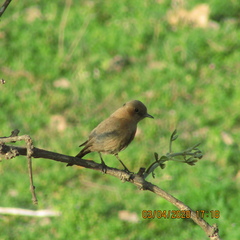 Oenanthe fusca