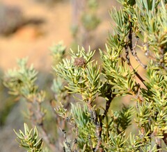 Leucadendron brunioides brunioides