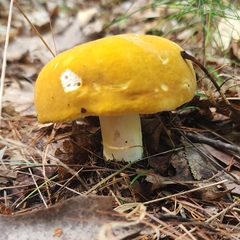 Russula claroflava