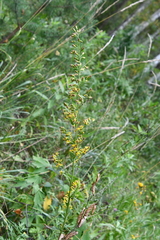 Solidago dahurica