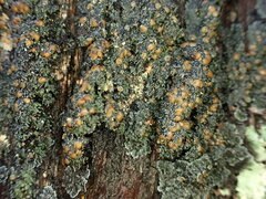 Fuscopannaria leucosticta