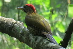 Picus vittatus