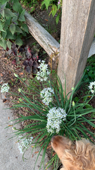 Allium tuberosum