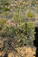 Leucadendron brunioides brunioides