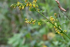 Solidago dahurica