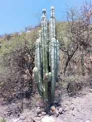 Isolatocereus dumortieri