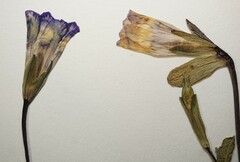 Gentianopsis detonsa nesophila