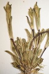 Gentianopsis detonsa nesophila