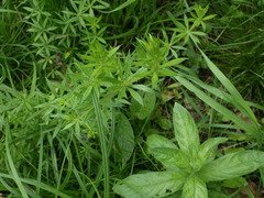 Galium rivale