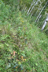 Solidago dahurica