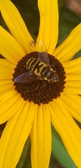 Eristalis transversa