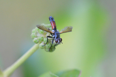 Cylindromyia