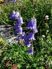 Campanula barbata
