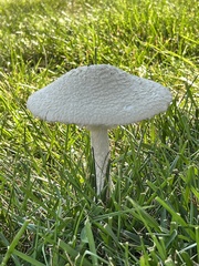 Saproamanita thiersii