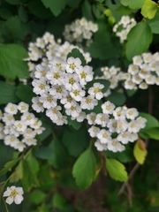Spiraea trilobata