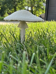 Saproamanita thiersii